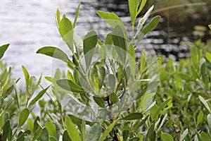 Bog myrtle