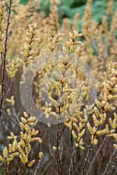 Bog-myrtle Myrica gale, in early spring photo