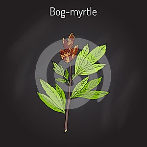 Bog-myrtle myrica gale , or sweetgale, medicinal plant