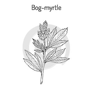 Bog-myrtle myrica gale , or sweetgale, medicinal plant photo