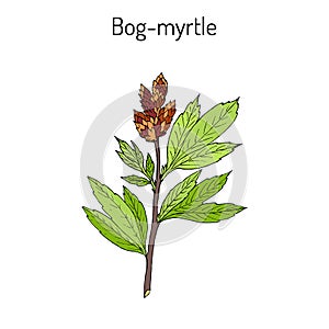 Bog-myrtle myrica gale , or sweetgale, medicinal plant photo