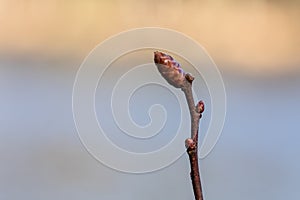 Bog myrtle, Myrica gale, twig with bud, with soft blue and yellow background. Used in brewing beer and as a medicine