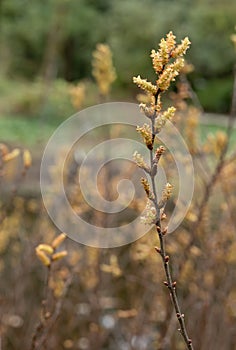 Bog-myrtle Myrica gale, at the waterfront in early spring