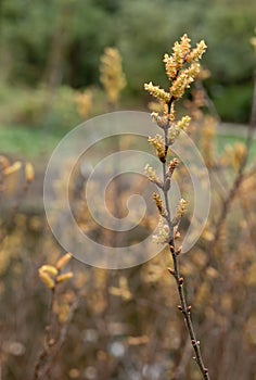Bog-myrtle Myrica gale, at the waterfront in early spring photo