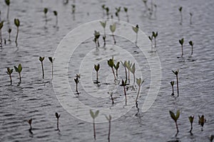 Bog Myrtle â€“ Moody atmosphere