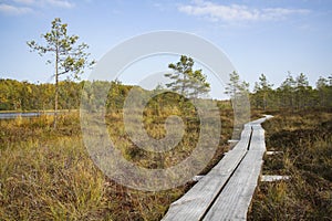 Bog in North Europe. Low nutrient bog has mainly stunted trees and moss