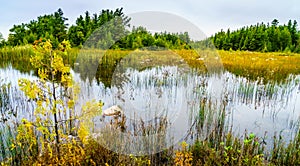 Bog in Northern Michigan