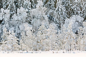 Bog with pine trees with frost and snow