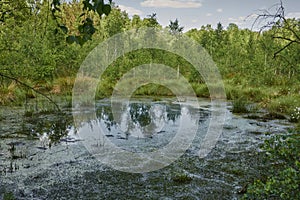 Bog pond before siltation in a large bog near Steinhude, Northern Germany