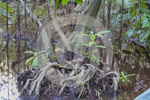 The bog in the primeval forest with trees and plants