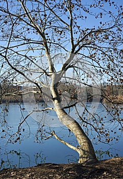 Bog photo