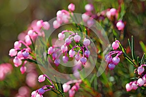 Bog-rosemary