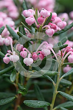 Bog-rosemary Andromeda polifolia Blue Ice, pink bell flowers