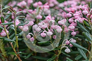 Bog-rosemary Andromeda polifolia Blue Ice, pink flowering plant