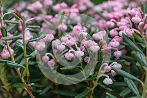 Bog-rosemary Andromeda polifolia Blue Ice, pink flowering plant photo
