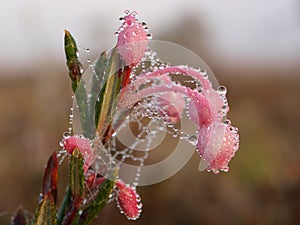 Bog-rosemary with dew drops