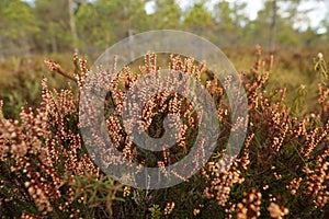 Bog's flora