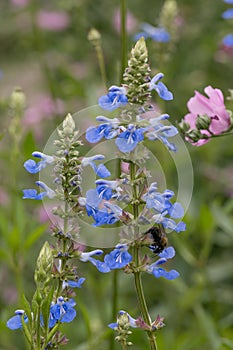 Bog sage Salvia uliginosa, blue flowers in a garden