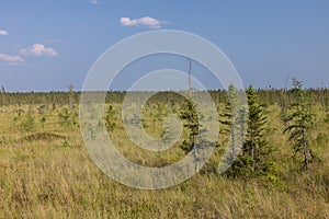 A Bog Scenic Landscape