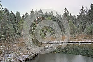 Bog with snow in an Estonian winter forest