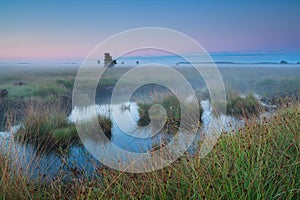 Bog during summer sunrise