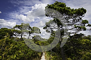 The Bog Trail hiking network near Tofino British Columbia in Pacific Rim National Park