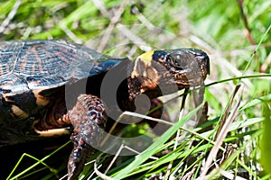 Bog Turtle