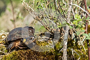 Bog Turtle