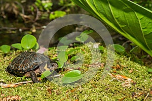 Bog Turtle