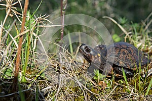 Bog Turtle