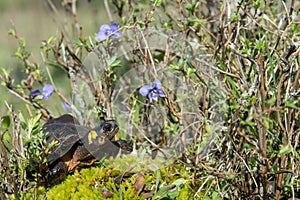 Bog Turtle