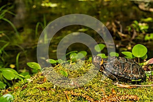 Bog Turtle close up