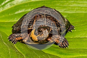 Bog Turtle close up