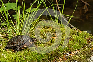 Bog Turtle