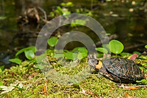 Bog Turtle