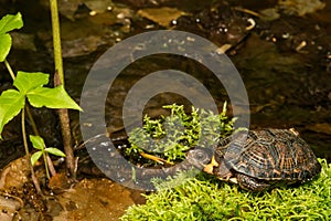 Bog Turtle