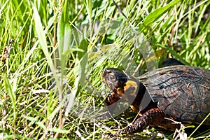 Bog Turtle photo