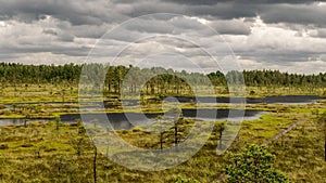 Bog vegetation background, bog grass, plants, water, moss, summer in the bog