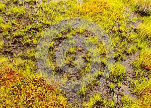 Bog vegetation background, bog grass, plants, water, moss, summer in the bog