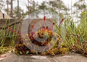 Bog vegetation background, bog grass, plants, water, moss, summer in the bog