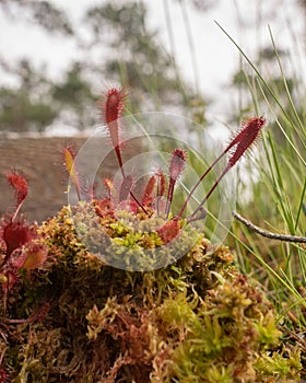 Bog vegetation background, bog grass, plants, water, moss, summer in the bog