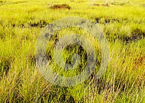 Bog vegetation background, bog grass, plants, water, moss, summer in the bog