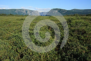 Bog at Western Brook