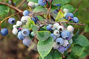 Bog whortleberry Vaccinium uliginosum. photo