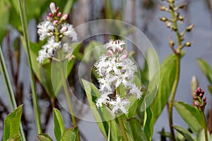 Bogbean (Menyanthes trifoliata )