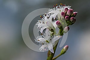  , inflorescencia de floreciente Agua 