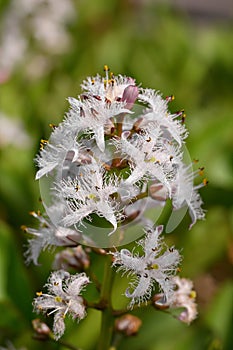 Bogbean Menyanthes trifoliata, purple-tinged, white starry flowers