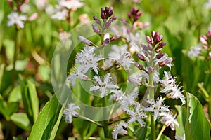 Bogbean Menyanthes trifoliata, purple-tinged, white starry flowers in the sun