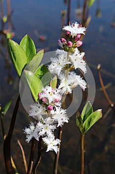 Bogbean wild flower menyanthes trifoliata