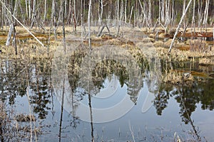 Bogging of a pond among the spring wood